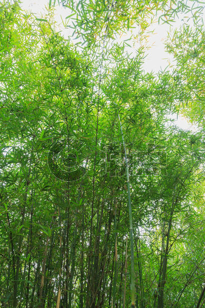 翠绿的竹子图片素材免费下载