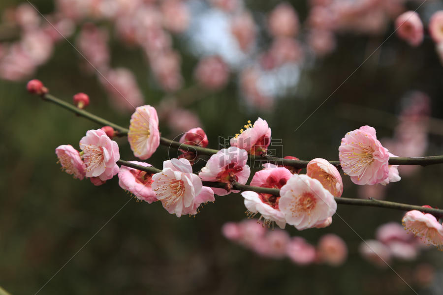 春天花草树木植物梅花图片素材免费下载