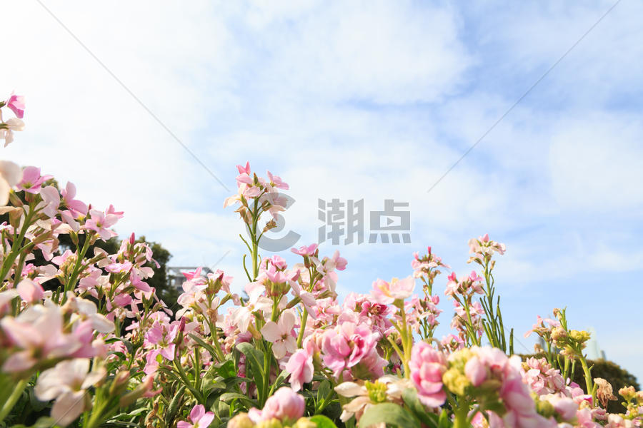 春天花草树木花朵天空图片素材免费下载