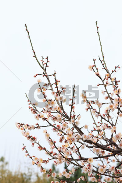 春天里的梅花树枝图片素材免费下载