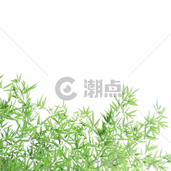 清新自然竹子竹叶背景图片素材免费下载