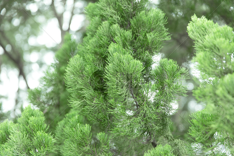清新自然松树草木绿松枝图片素材免费下载