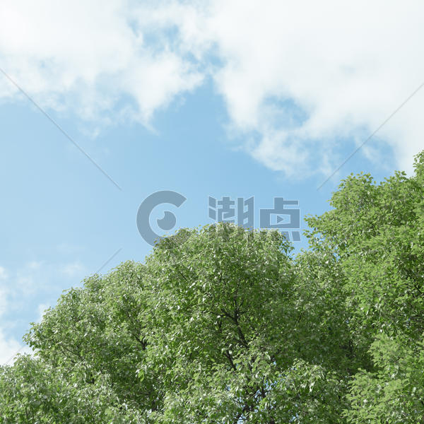 蓝天白云公园清新树叶图片素材免费下载