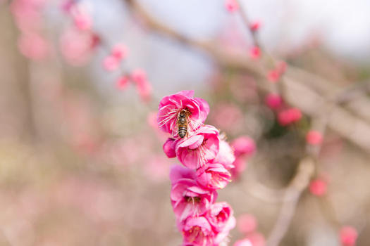 城市会园梅花蜜蜂采蜜图片素材免费下载