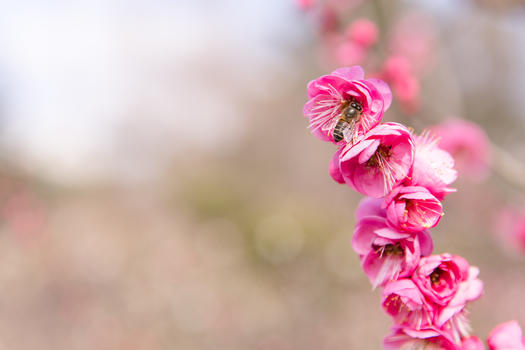 城市会园梅花蜜蜂采蜜图片素材免费下载