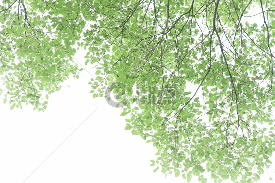 清新自然树叶树枝背景图片素材免费下载