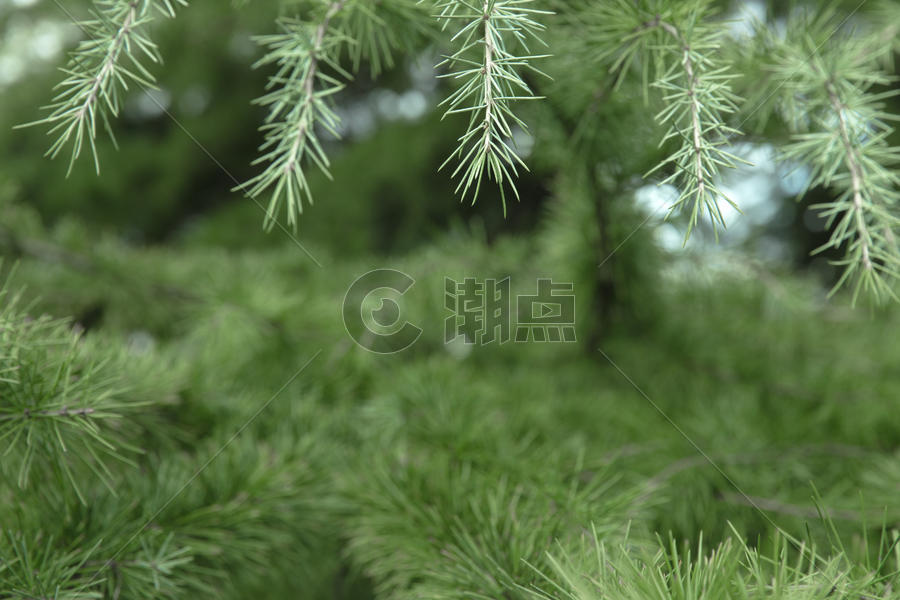 清新自然松树草木绿松枝图片素材免费下载