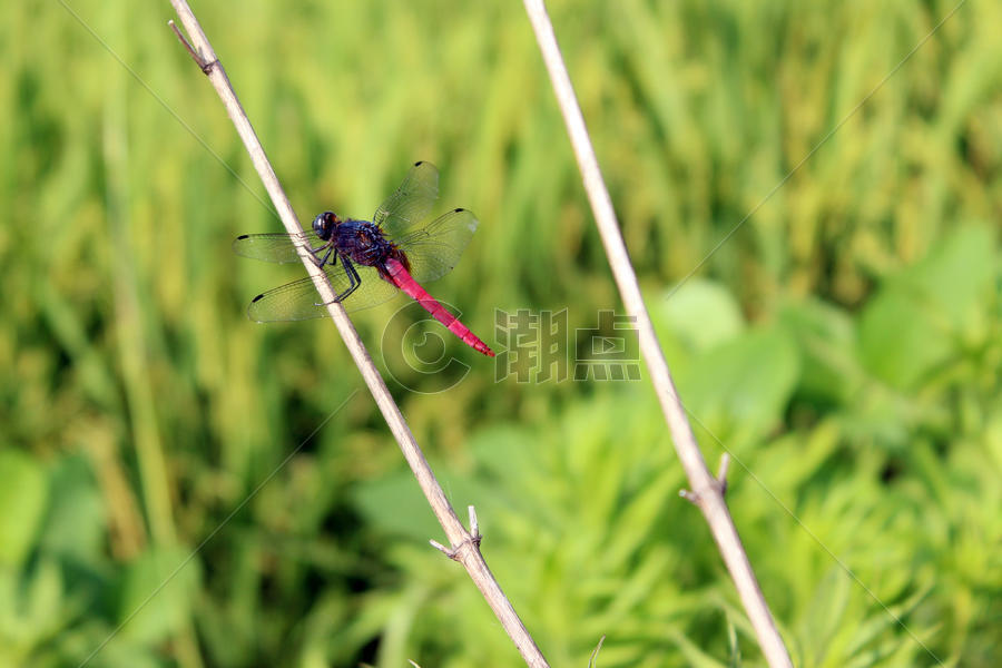 树枝上的红蜻蜓图片素材免费下载