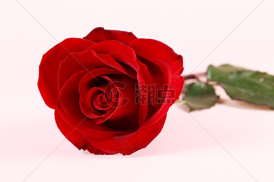 情人节红玫瑰粉色背景图片素材免费下载