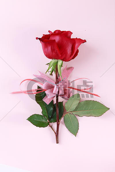 红玫瑰丝带粉色背景图片素材免费下载