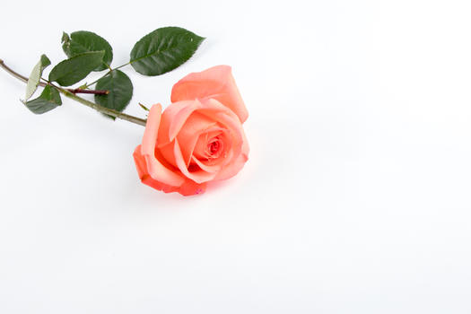 爱情玫瑰花图片素材免费下载