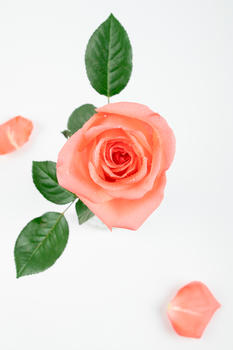 带绿叶的玫瑰花和花瓣图片素材免费下载