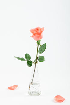 爱情玫瑰花花瓣插花背景图片素材免费下载