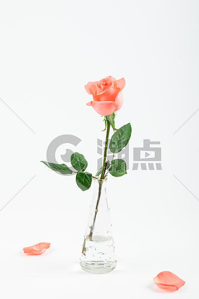 爱情玫瑰花花瓣插花背景图片素材免费下载