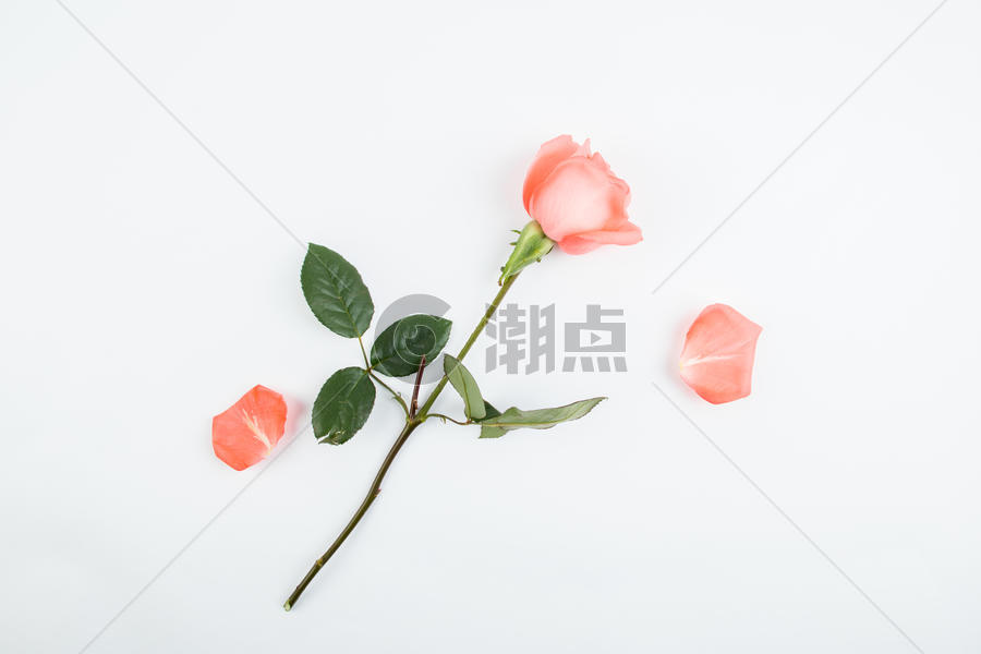 情人节520七夕节爱情玫瑰花唯美背景图片素材免费下载