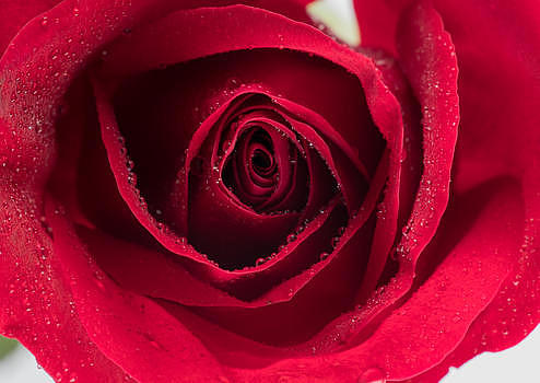 高清玫瑰花瓣上的水珠唯美壁纸图片素材免费下载