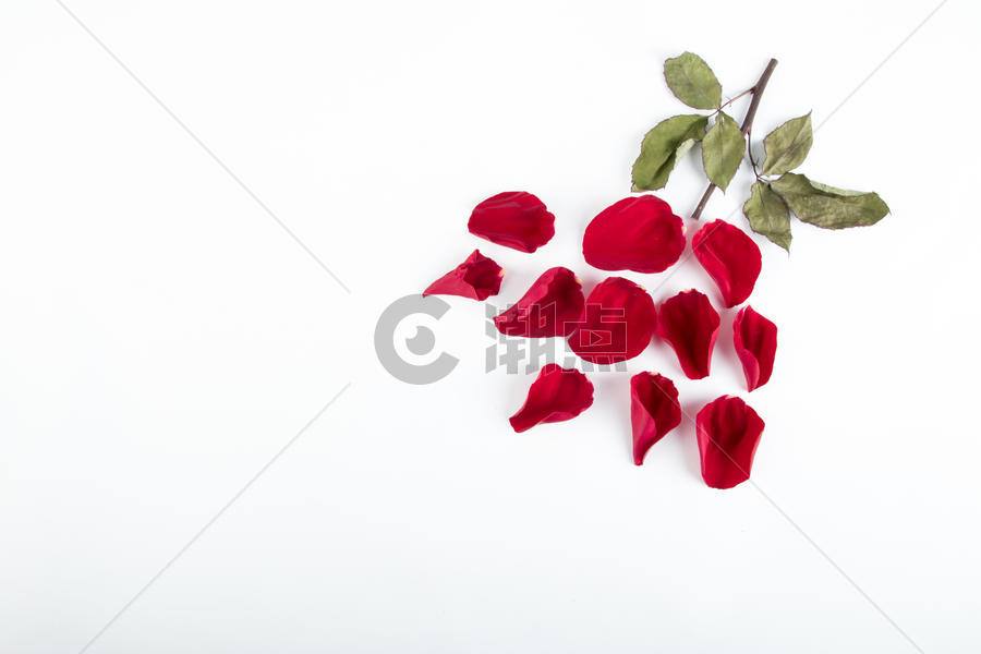 520玫瑰花造型图片素材免费下载