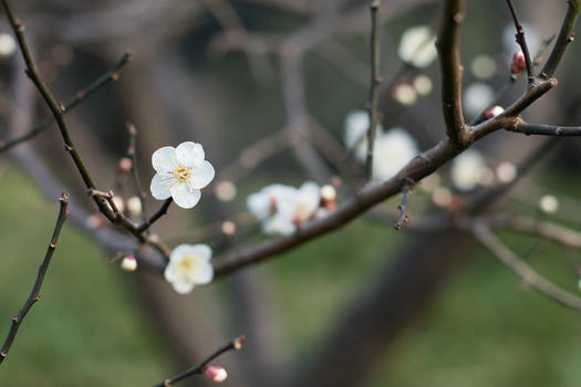 初春绽放的梅花图片素材免费下载