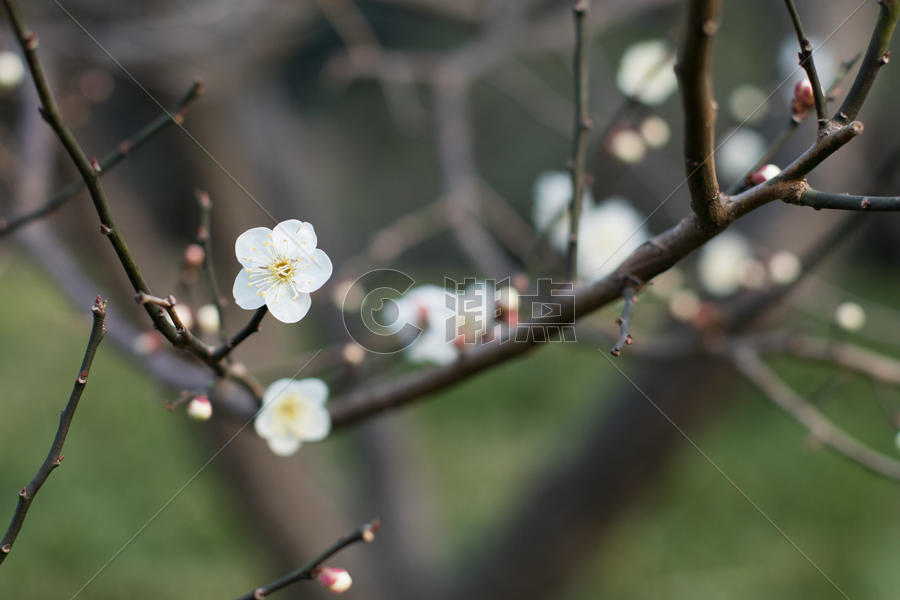 初春绽放的梅花图片素材免费下载