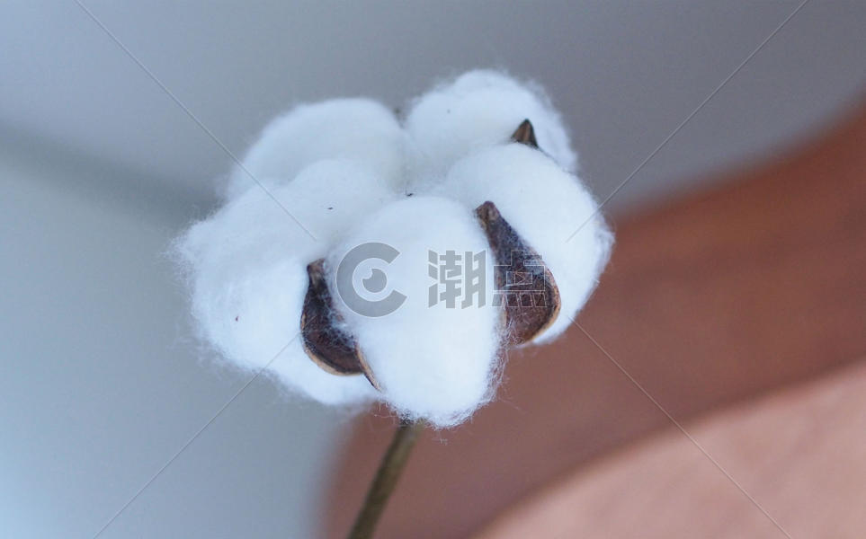 植物棉花素材图片素材免费下载