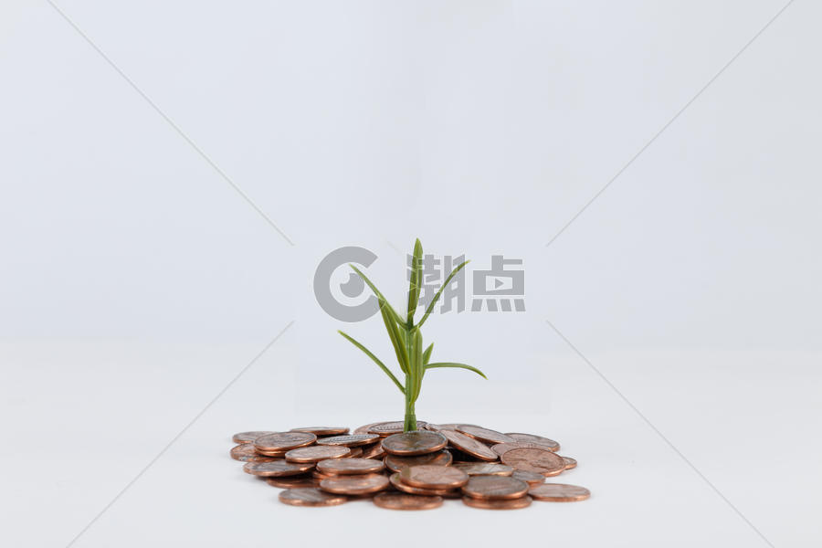 钱币和植物图片素材免费下载
