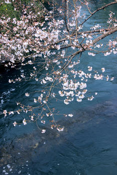 西湖太子湾公园樱花图片素材免费下载
