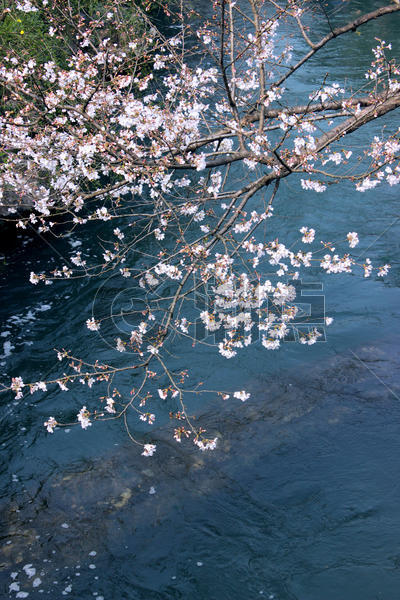 西湖太子湾公园樱花图片素材免费下载