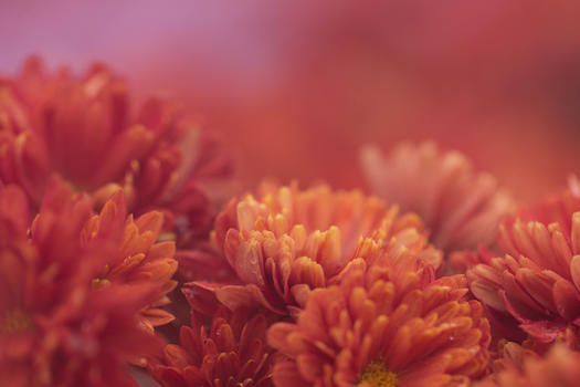 艳丽的红色菊花图片素材免费下载