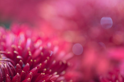 红色菊花背景图片素材免费下载