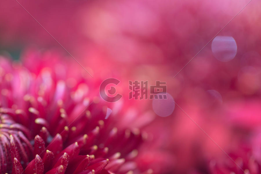 红色菊花背景图片素材免费下载