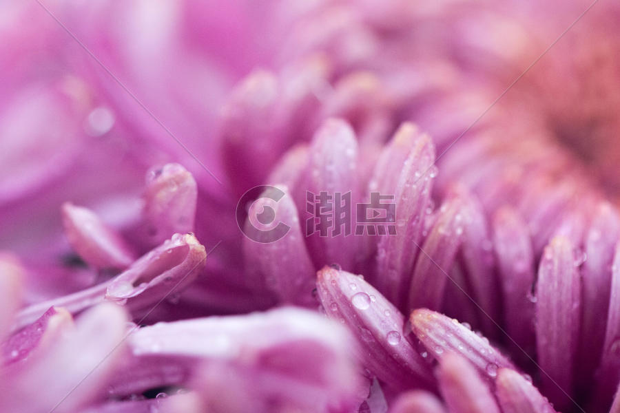 鲜艳的紫红色菊花小花瓣图片素材免费下载