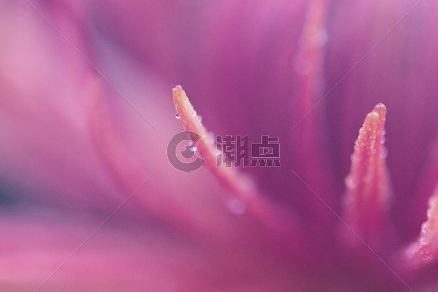 紫红色背景前的菊花花瓣特写图片素材免费下载