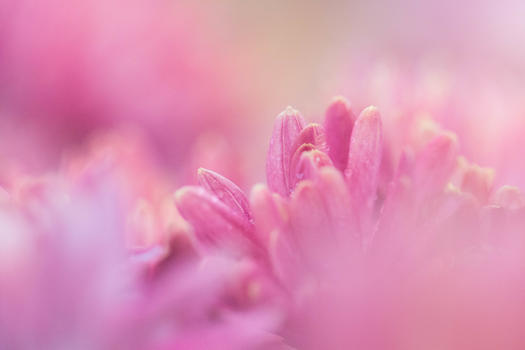 粉红色虚实结合菊花花瓣细节图片素材免费下载
