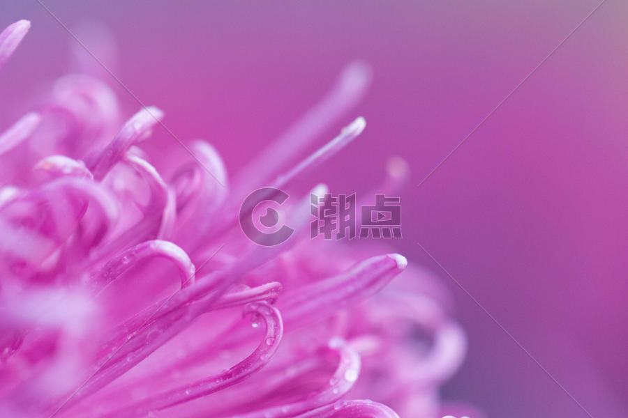 紫色菊花花瓣特写图片素材免费下载