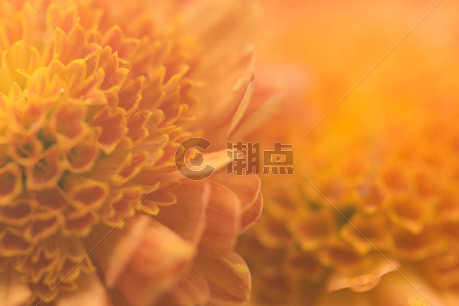 橙色菊花背景图片素材免费下载