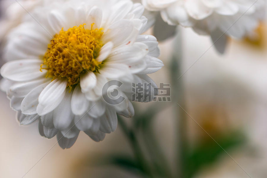 白色菊花黄色花蕊图片素材免费下载