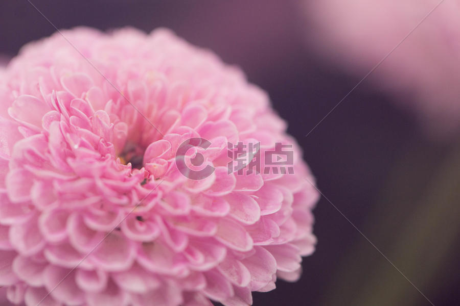 可爱的粉色圆形菊花图片素材免费下载