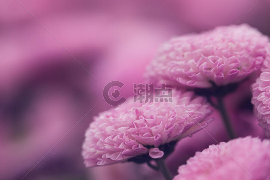 粉红色菊花背景虚化图片素材免费下载