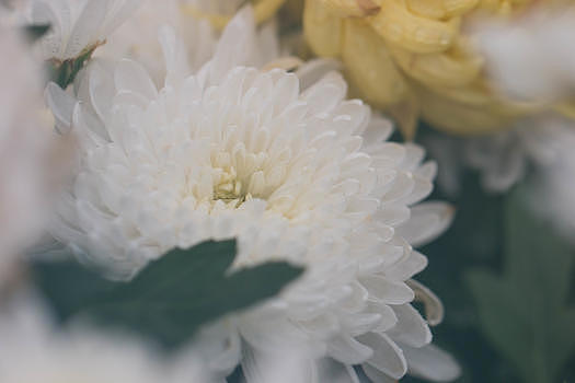 清新白色菊花图片素材免费下载