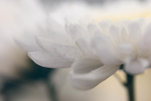 白色菊花盛开正侧面图图片素材免费下载