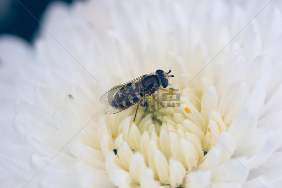 清新自然菊花和小蜜蜂图片素材免费下载