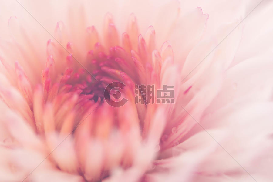 正在盛开的粉色菊花图片素材免费下载