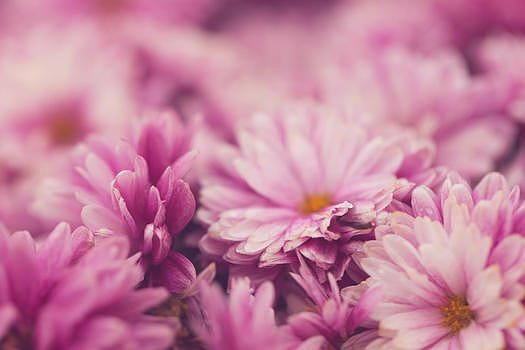 紫色菊花图片素材免费下载