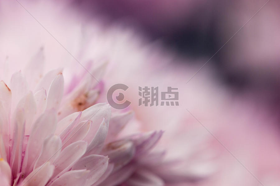 粉色菊花花瓣背景图片素材免费下载