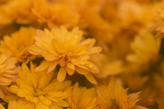 层次分明的黄色菊花图片素材免费下载