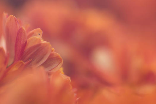 橙色背景的菊花图片素材免费下载