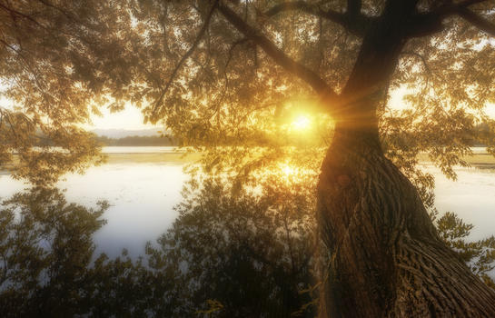 西湖畔太阳下的老树图片素材免费下载