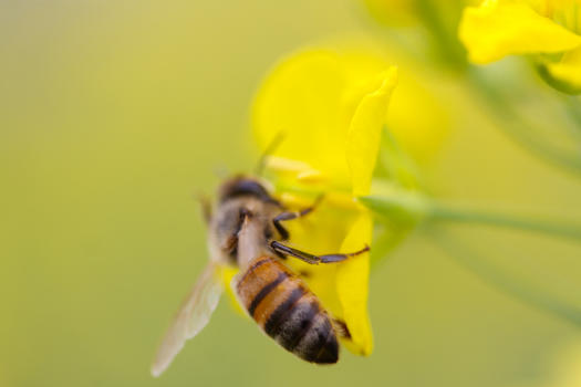 采花蜜的蜜蜂图片素材免费下载
