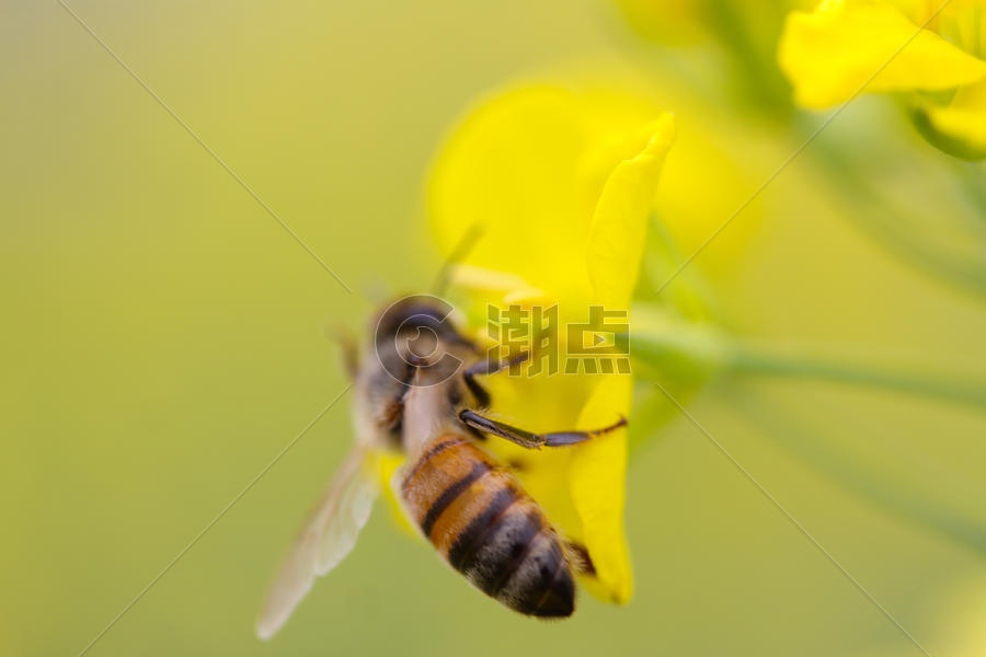 采花蜜的蜜蜂图片素材免费下载