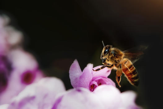 蜜蜂和桃花图片素材免费下载